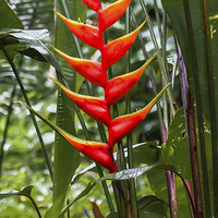 Buy canvas prints of wild heliconia flower by Craig Lapsley