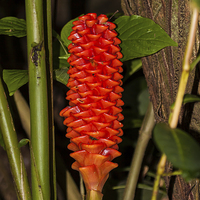 Buy canvas prints of Red ginger stem by Craig Lapsley