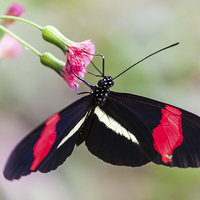 Buy canvas prints of Postman butterfly feeding by Craig Lapsley