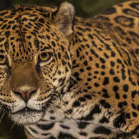 Buy canvas prints of Jaguar facing the camera by Craig Lapsley