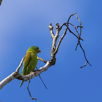 Buy canvas prints of olive throated parakeet by Craig Lapsley