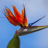 Buy canvas prints of bird of paradise flower by Craig Lapsley