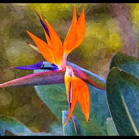Buy canvas prints of bird of paradise with paint effects by Craig Lapsley
