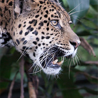 Buy canvas prints of Jaguar snarling by Craig Lapsley