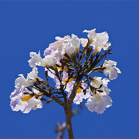 Buy canvas prints of Savannah oak tree flower against a blue sky by Craig Lapsley