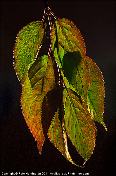 Viburnum backlit leaf composition Picture Board by Pete Hemington