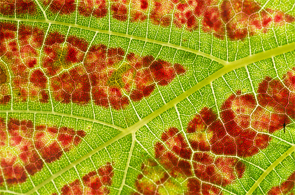 Vine leaf close-up Picture Board by Pete Hemington