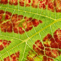 Buy canvas prints of Vine leaf close-up by Pete Hemington