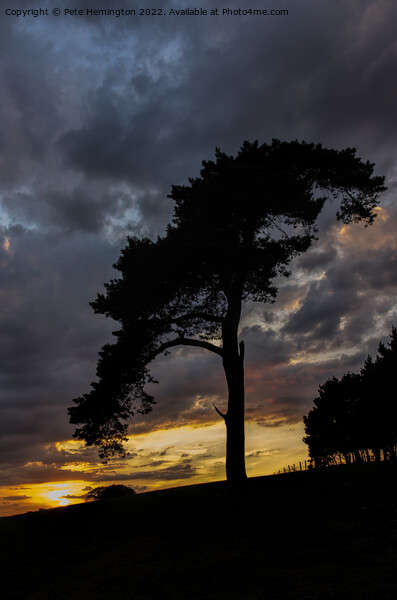 Tree on Raddon Top Picture Board by Pete Hemington
