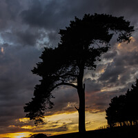 Buy canvas prints of Tree on Raddon Top by Pete Hemington