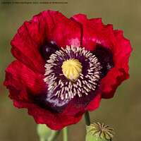 Buy canvas prints of Poppy flower by Pete Hemington