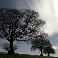 Buy canvas prints of Moonlit trees by Pete Hemington