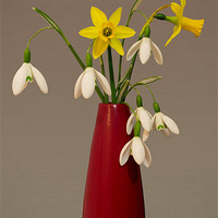 Buy canvas prints of Still life of snowdrops and Narcissi by Pete Hemington