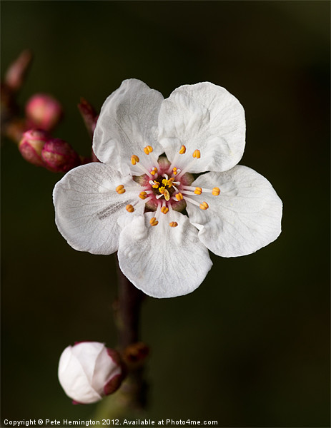 Cherry blossom Picture Board by Pete Hemington
