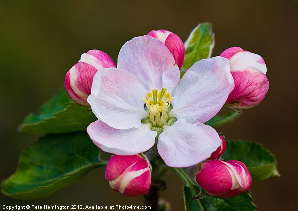 Apple blossom Picture Board by Pete Hemington