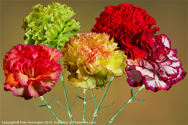 Carnation composition Picture Board by Pete Hemington