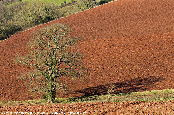 Tree against Devon red soil Picture Board by Pete Hemington
