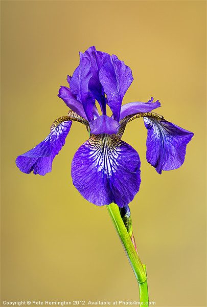 Single Iris flower Picture Board by Pete Hemington