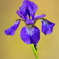 Buy canvas prints of Single Iris flower by Pete Hemington