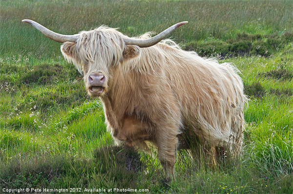 Highland Cow on Exmoor Picture Board by Pete Hemington
