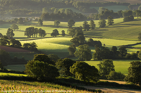 Morning light on fields Picture Board by Pete Hemington