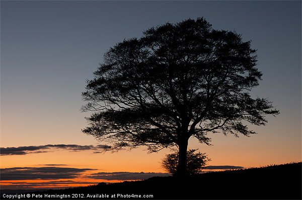 Lone tree at Sunset Picture Board by Pete Hemington