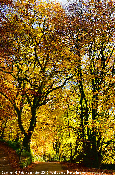 Autumnal lane Dulverton Picture Board by Pete Hemington