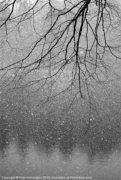 Snow and tree. Picture Board by Pete Hemington