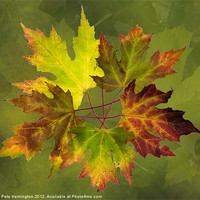 Buy canvas prints of Autumn composition by Pete Hemington