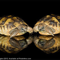 Buy canvas prints of Two baby tortoises by Pete Hemington