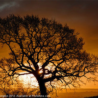 Buy canvas prints of Trees at Dawn by Pete Hemington