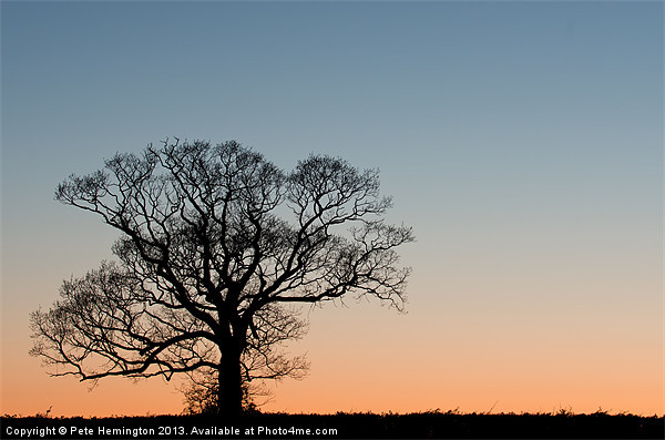 Lone tree at Sunset Picture Board by Pete Hemington