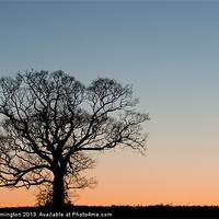 Buy canvas prints of Lone tree at Sunset by Pete Hemington