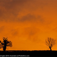 Buy canvas prints of Two trees by Pete Hemington