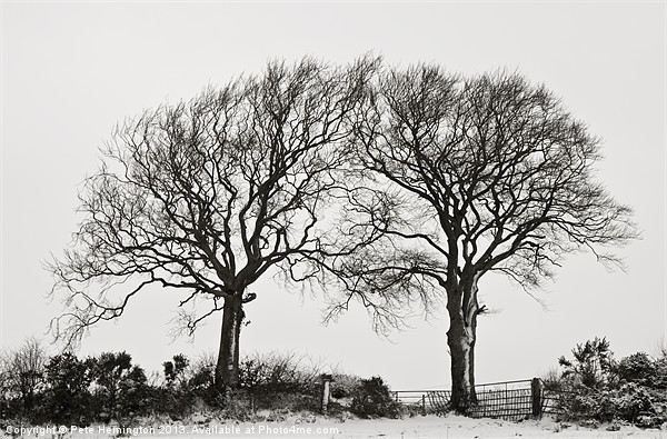 Two snowy trees Picture Board by Pete Hemington