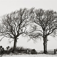 Buy canvas prints of Two snowy trees by Pete Hemington