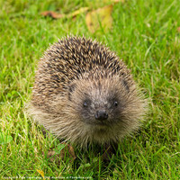 Buy canvas prints of Hedgehog in the Garden by Pete Hemington