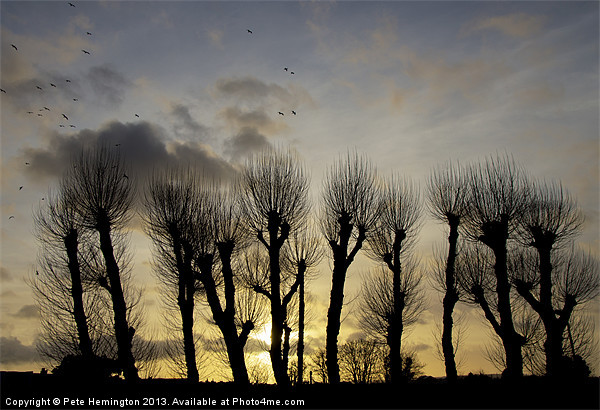 Pollarded Trees at Exmouth Picture Board by Pete Hemington