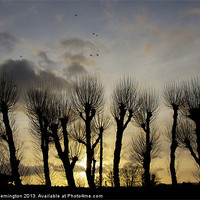Buy canvas prints of Pollarded Trees at Exmouth by Pete Hemington