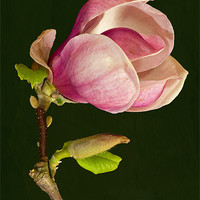 Buy canvas prints of Magnolia by Pete Hemington