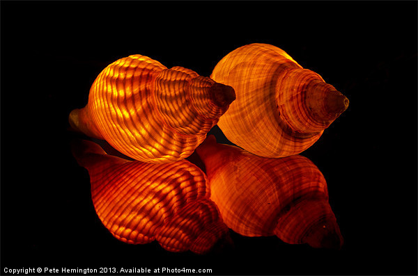 Illuminated Sea shells Picture Board by Pete Hemington