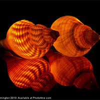 Buy canvas prints of Illuminated Sea shells by Pete Hemington