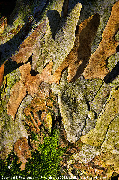 Tree bark abstract Picture Board by Pete Hemington