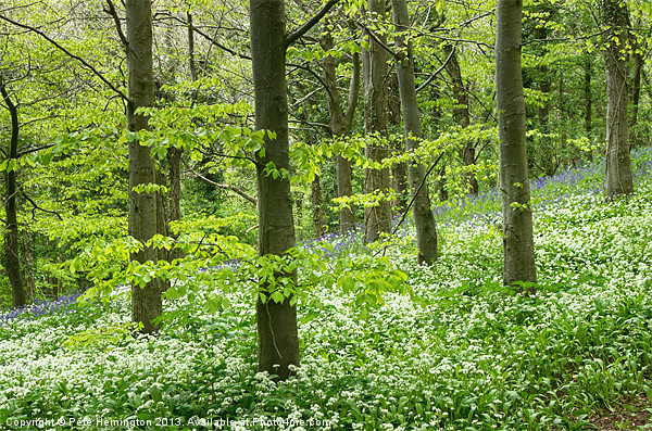 Wild garlic and blue bells Picture Board by Pete Hemington