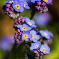 Buy canvas prints of Forget me not by Pete Hemington