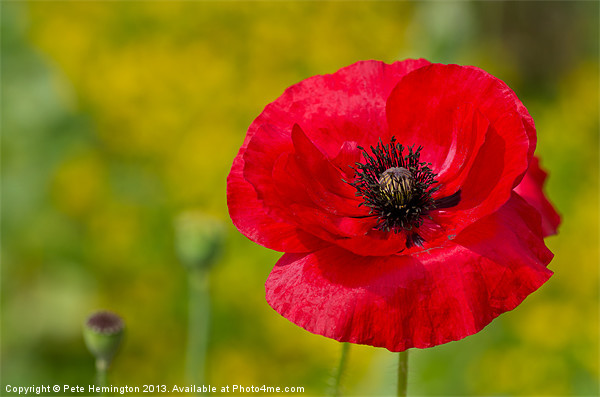 Poppy against Yellow background Picture Board by Pete Hemington