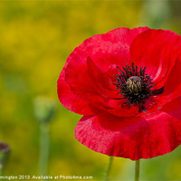 Buy canvas prints of Poppy against Yellow background by Pete Hemington