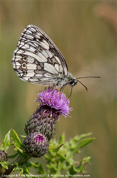 Marbled White Picture Board by Pete Hemington