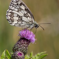 Buy canvas prints of Marbled White by Pete Hemington