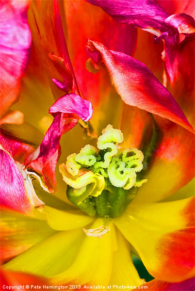 Tulip close up Picture Board by Pete Hemington